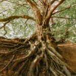 green tree during daytime